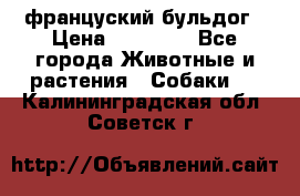 француский бульдог › Цена ­ 40 000 - Все города Животные и растения » Собаки   . Калининградская обл.,Советск г.